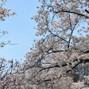 국립서울현충원 유격대화장실 | 2년 연속 가는 서울 벚꽃 명소 현충원