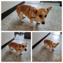 매봉축산 이미지