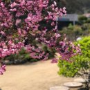 증약초교 대정분교 이미지