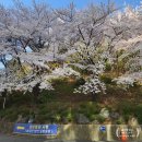 엣시청길 네이버블로그