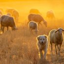 경사목장 이미지