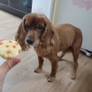 퍼피바게트 이미지