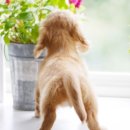 꼬리치는 강아지 이미지