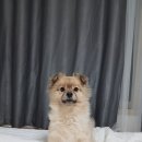 반려동물 의료센터 다울 이미지