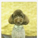 코코애견샵 이미지