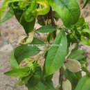 푸른 식물병원 이미지