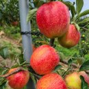 천애농장 이미지