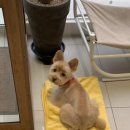 로로앤독 이미지