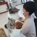 독크루 첨단점 | [애견카페] 풍암동 독크루