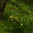 윤판나물아재비(Disporum sessile / Liliaceae) 이미지