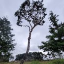 조형주유소 이미지