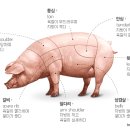 돼지고기부위별 명칭 이미지