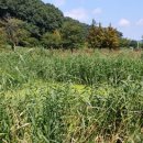 신상동 인공습지 이미지