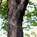 나무뿌리한의원 이미지