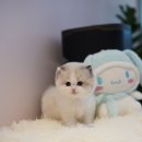 양주고양이분양 모나미네코 옥정신도시점 이미지