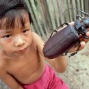 장수하늘소 이미지