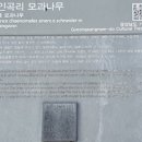 창원 인곡리 모과나무 이미지