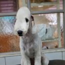 솜솜 애견미용 이미지