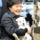 글로벌진돗개 이미지