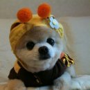 크레이티브펫