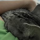 24시 당신의 동물의료센터 이미지
