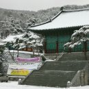 법인자연심
