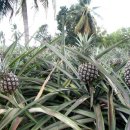 아나나스 이미지