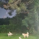 들개농장 이미지