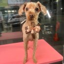 강아지 미용 이미지