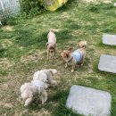 재키애견 이미지