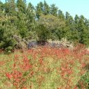 강정동-73 이미지