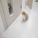 에브리캣 | 동탄고양이호텔 '에브리캣' 4박5일 이용 후기