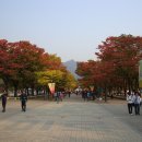 서울대공원 2010 국화꽃축제 - 사전답사 이미지