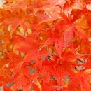 전신전화국 이미지