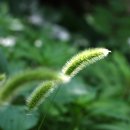 강아지풀 이미지