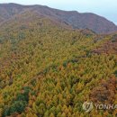 낙엽송숲 이미지