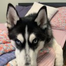 숙희네 개집 이미지