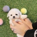 로제펫샵 | 💜천안강아지분양 도그마루 강아지 고양이 천안아산점 진짜 체험해본 후기!