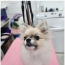 예쁘개# 애견미용실 이미지