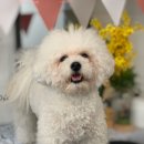 트리멍마마 이미지