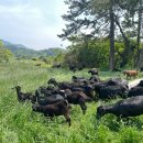 약산농장 이미지