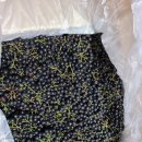 아란농장 | 고창 국산아로니아 수확부터 포장까지 직접 본 후기, 블랙푸드의 진심