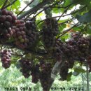 신학농장 이미지