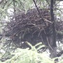 희망의 둥지 이미지