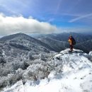 나젤코리아 이미지