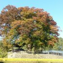 마을회관 정자옆 이미지