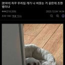 우리집개가 나 비웃는거 같은데 조현병이냐 이미지