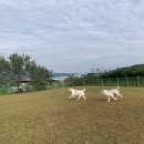 경북애견 이미지