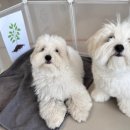 초록지구방위대 이미지