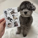 펫다이어리 | 반려동물 스티커 강아지 말풍선 펫모티콘 커스텀